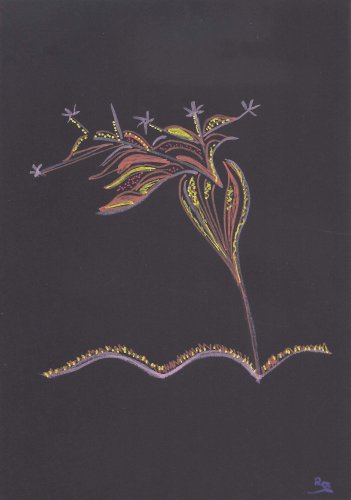 Crocus